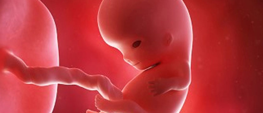 Week 5: Development of Embryo
